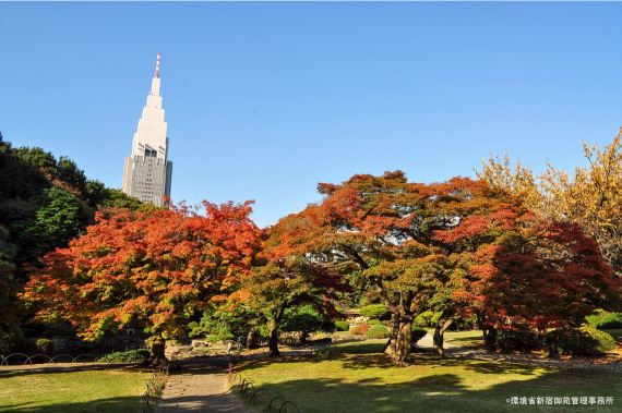 Shinjuku Gyoen National Garden