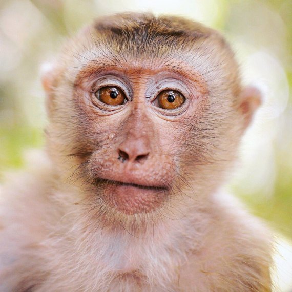 Monkey Hill
