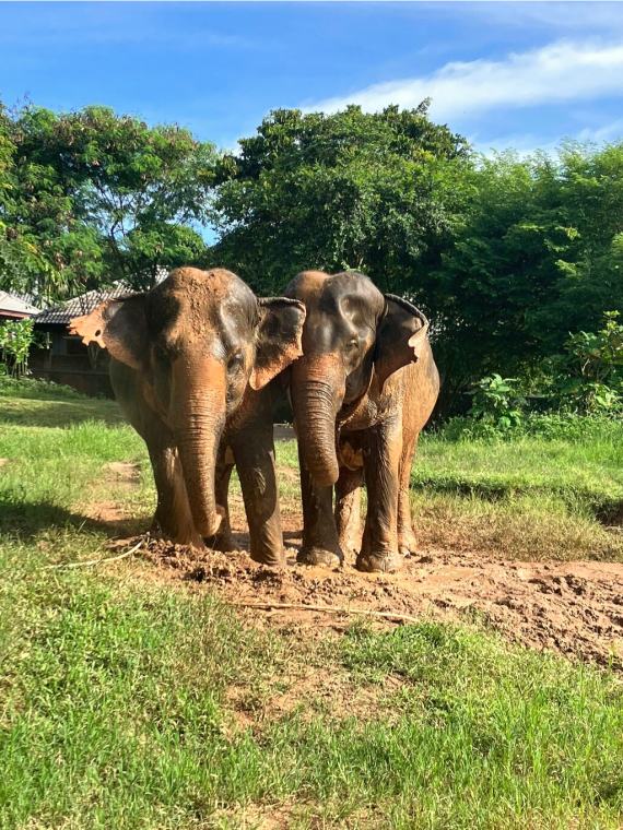 Samui Elephant Sanctuary